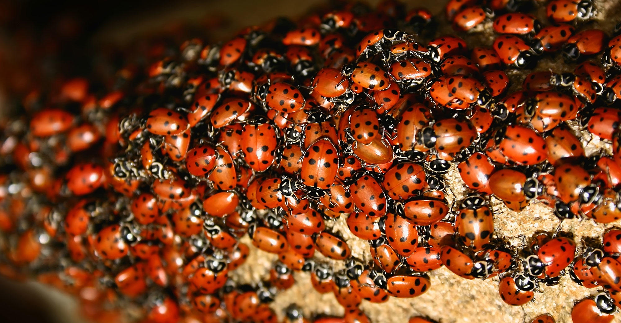 harlequin-ladybird-declared-uk-s-fastest-spreading-alien-species