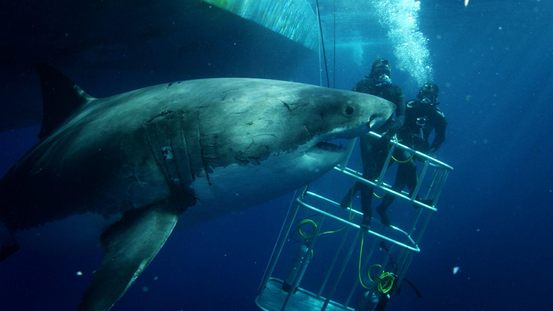 great-whites-zero-in-on-cage-shark-week-discovery