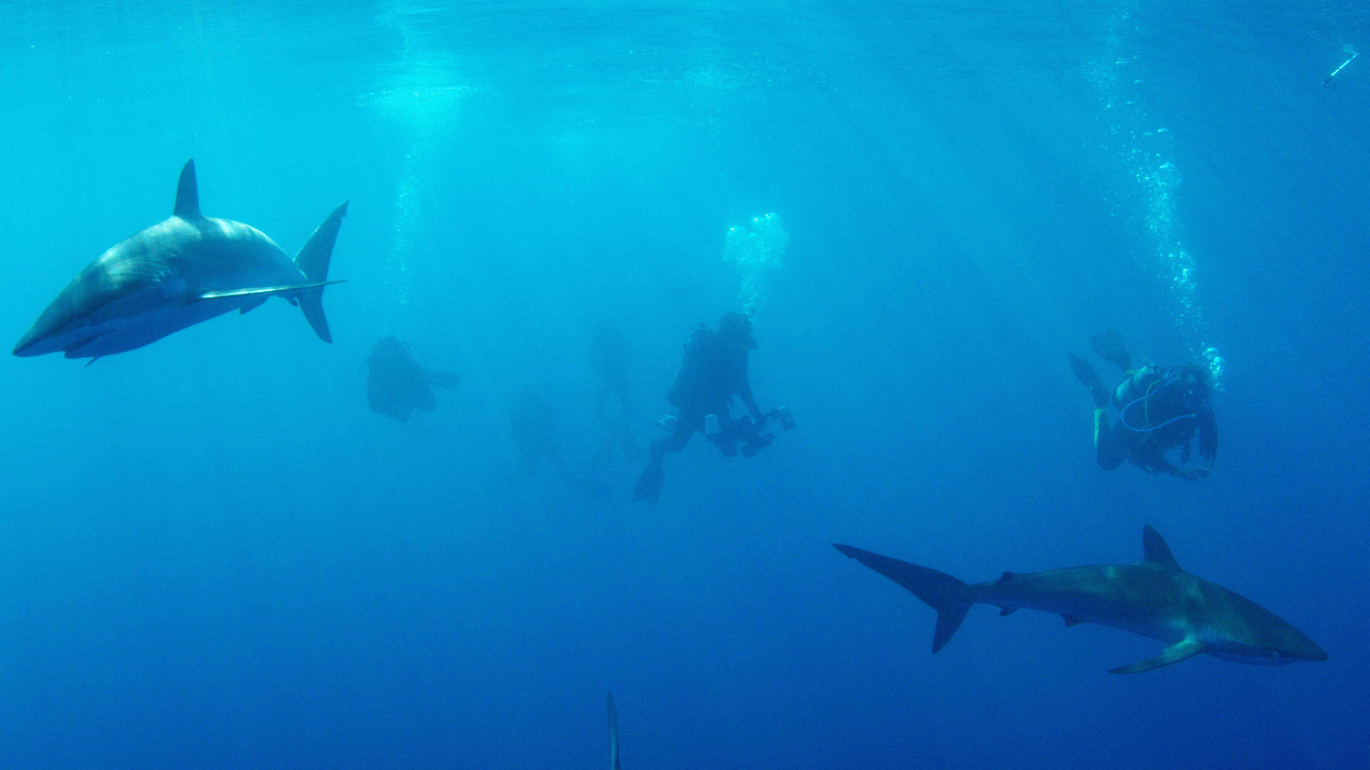 When Does Shark Week Start in 2018? Complete TV Schedule