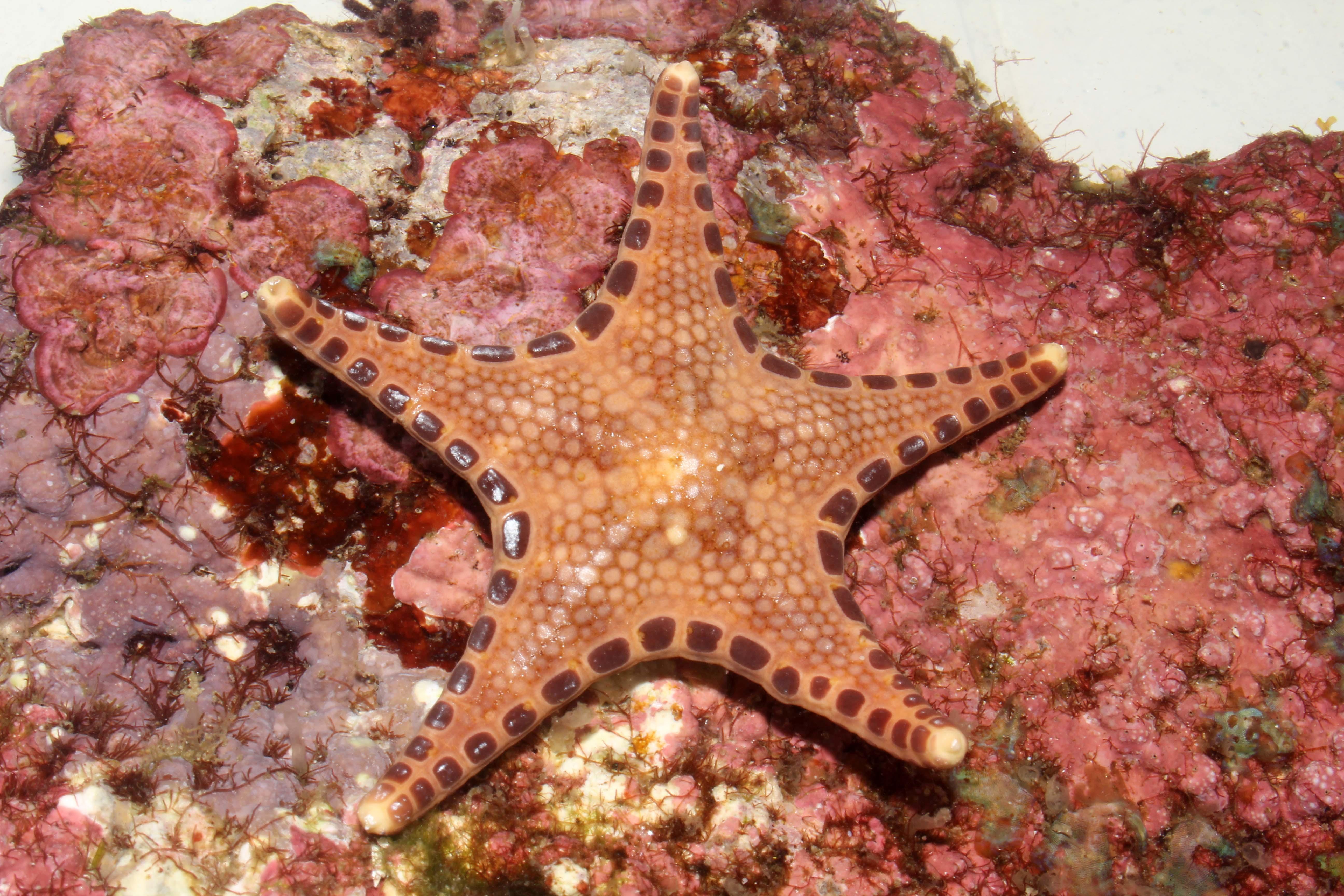  A new species of starfish, المكتشف in the Bounty Trough, has five arms and a unique spotted pattern.