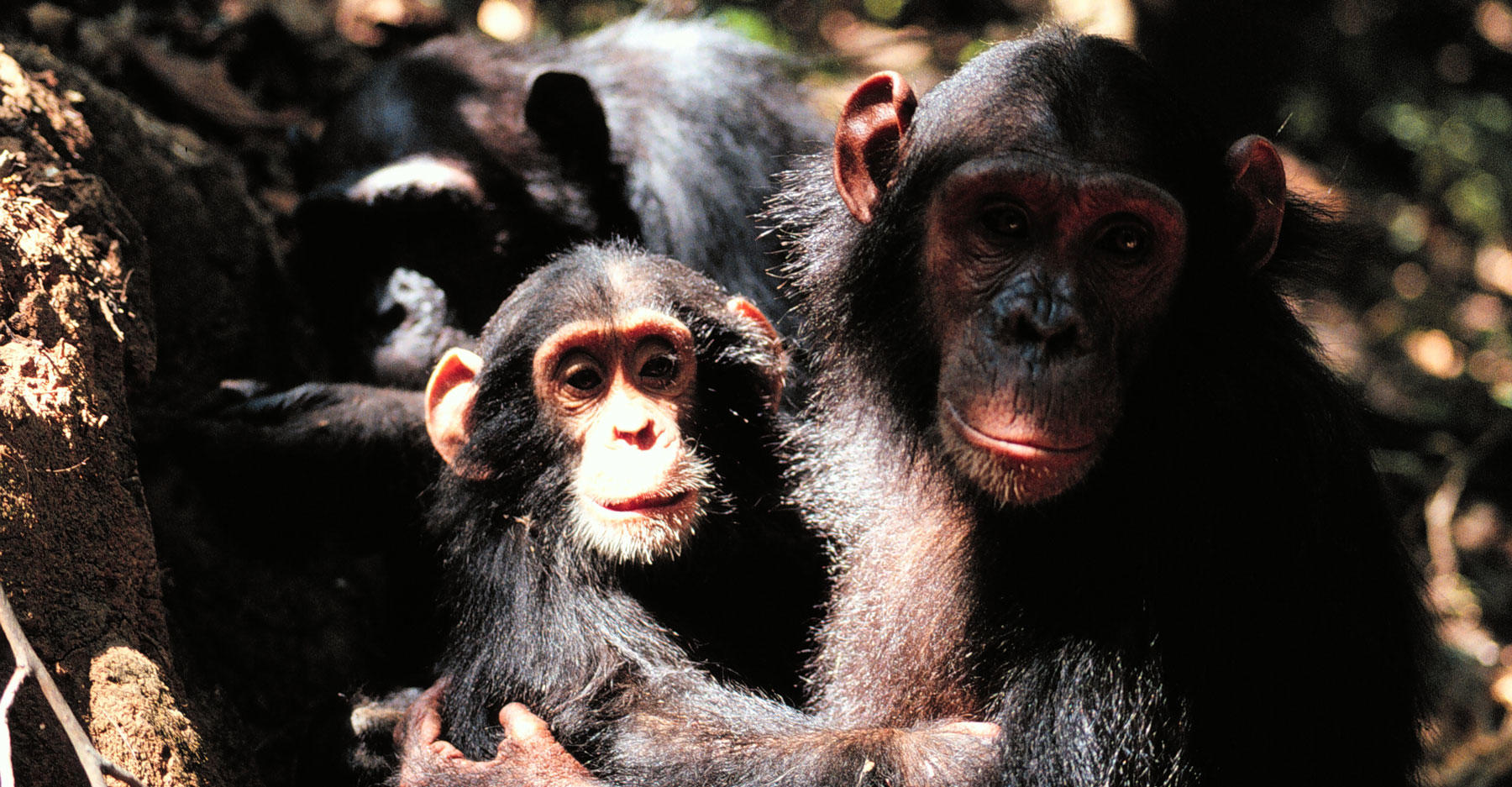 chimpanzee lifespan wild