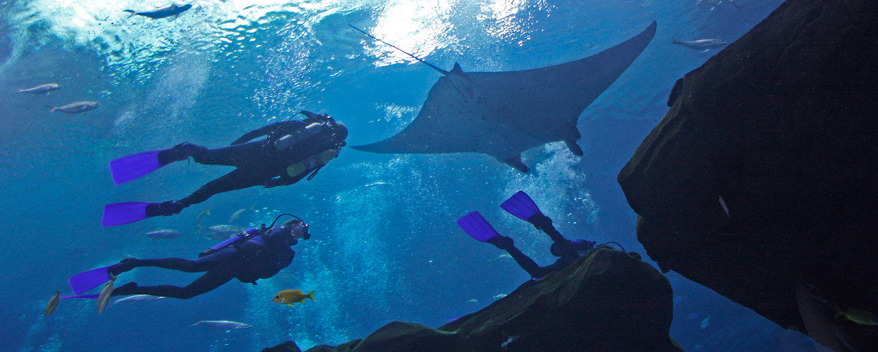 Surrounded by Whale Sharks, Veterans Find Peace at Aquarium