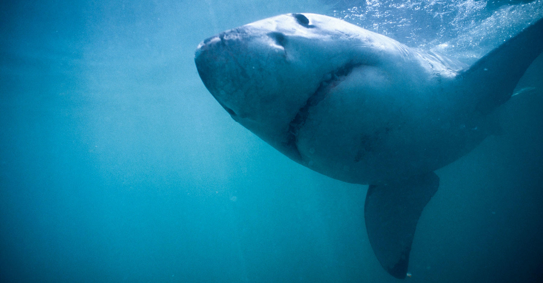 Great White Shark Mary Lee & Beluga Whales Vacation in New Jersey