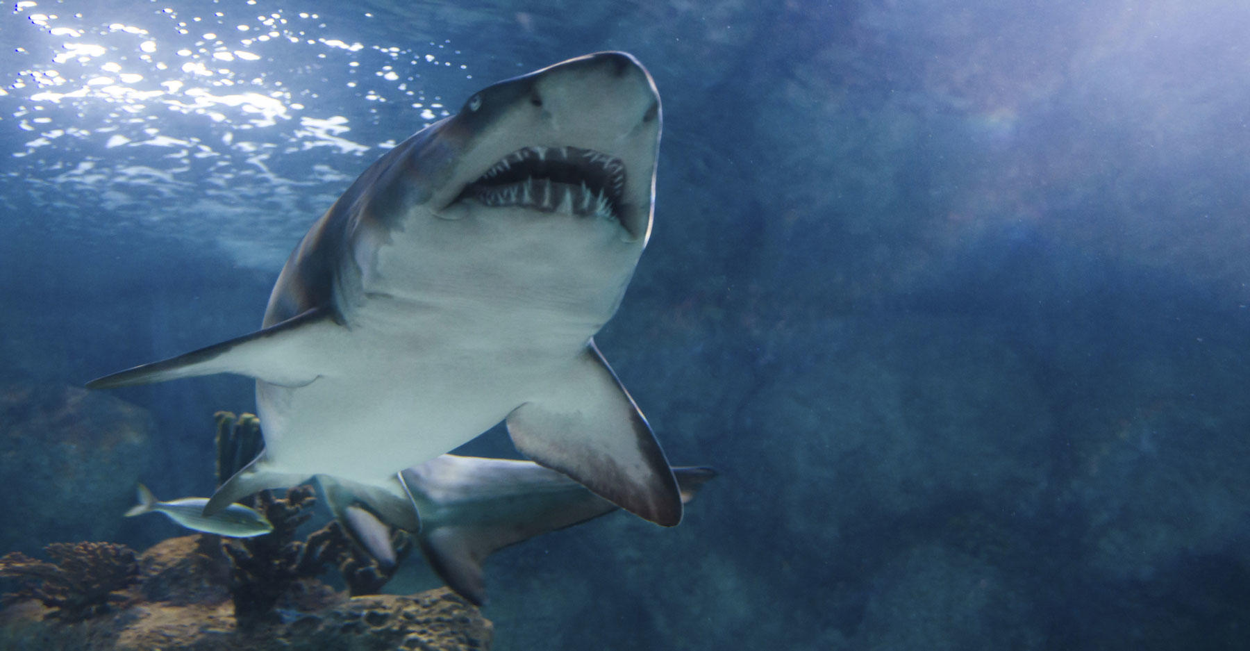 Sassy Sharks Take Over Social Media | Shark Week | Discovery