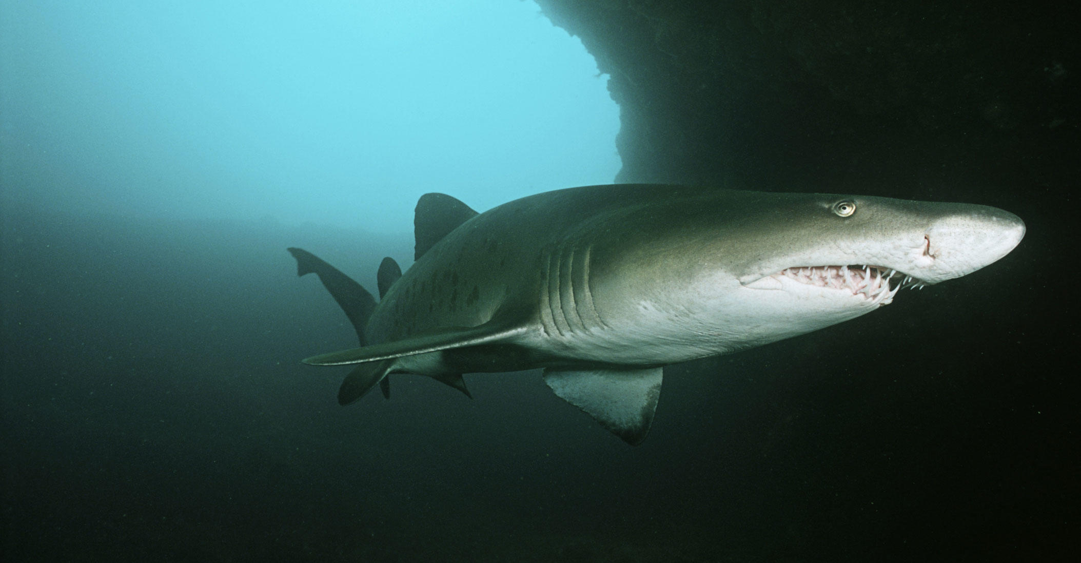 Australian Researchers Hope to Save Sharks by Listening to Them | Shark