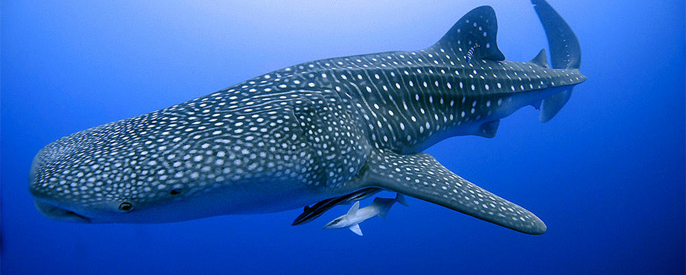 top-15-surprising-shark-facts-01