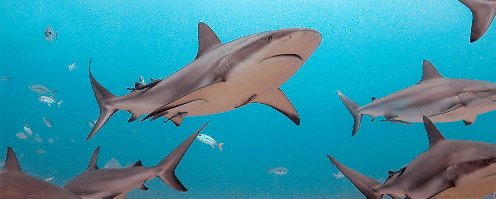 shark facts surprising week istock