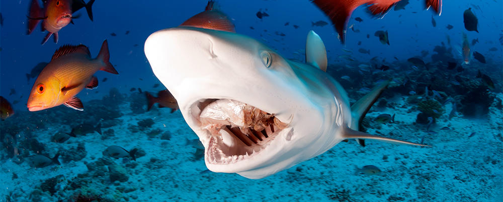 Shark Mouth