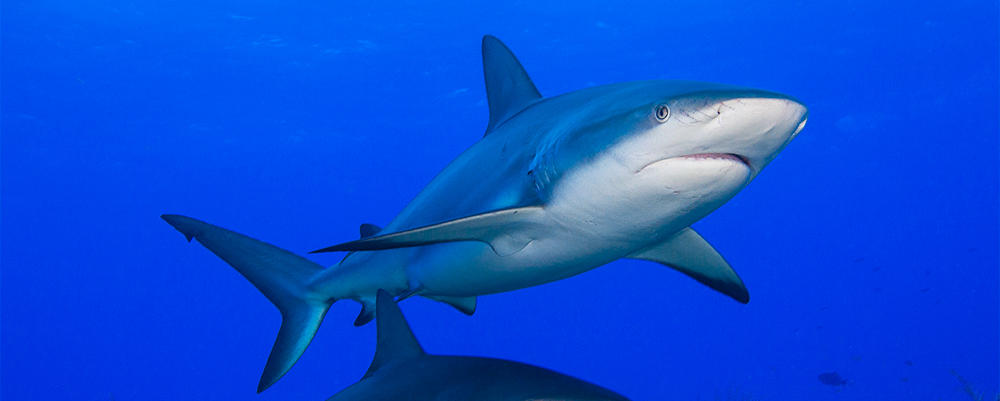 Female Shark