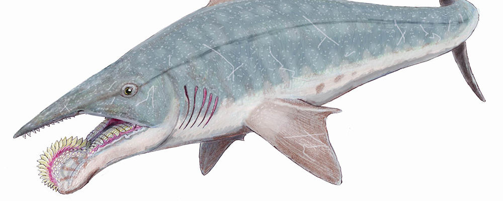 Heliocoprin Shark