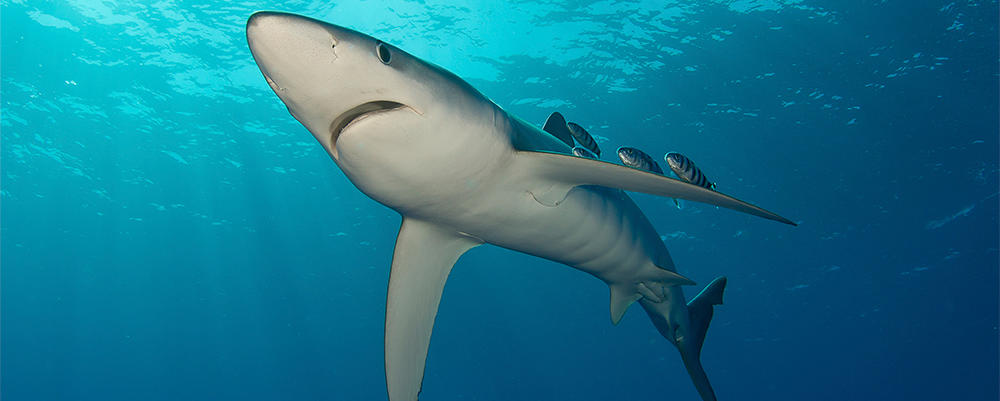 Blue Shark