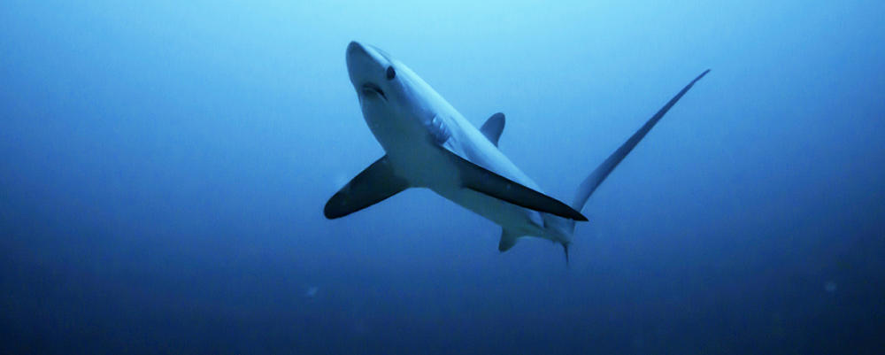 Thresher Shark