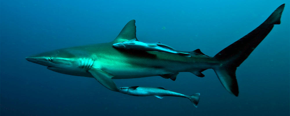 Silky Shark