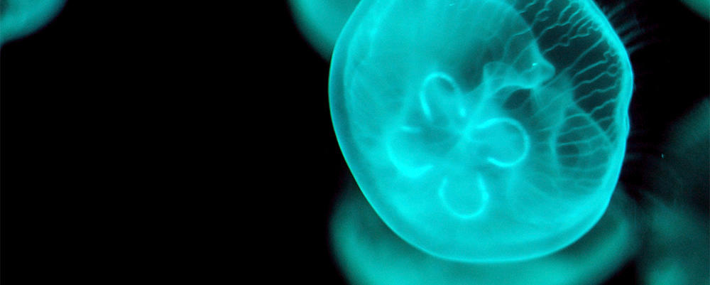 Bioluminescent Jellyfish