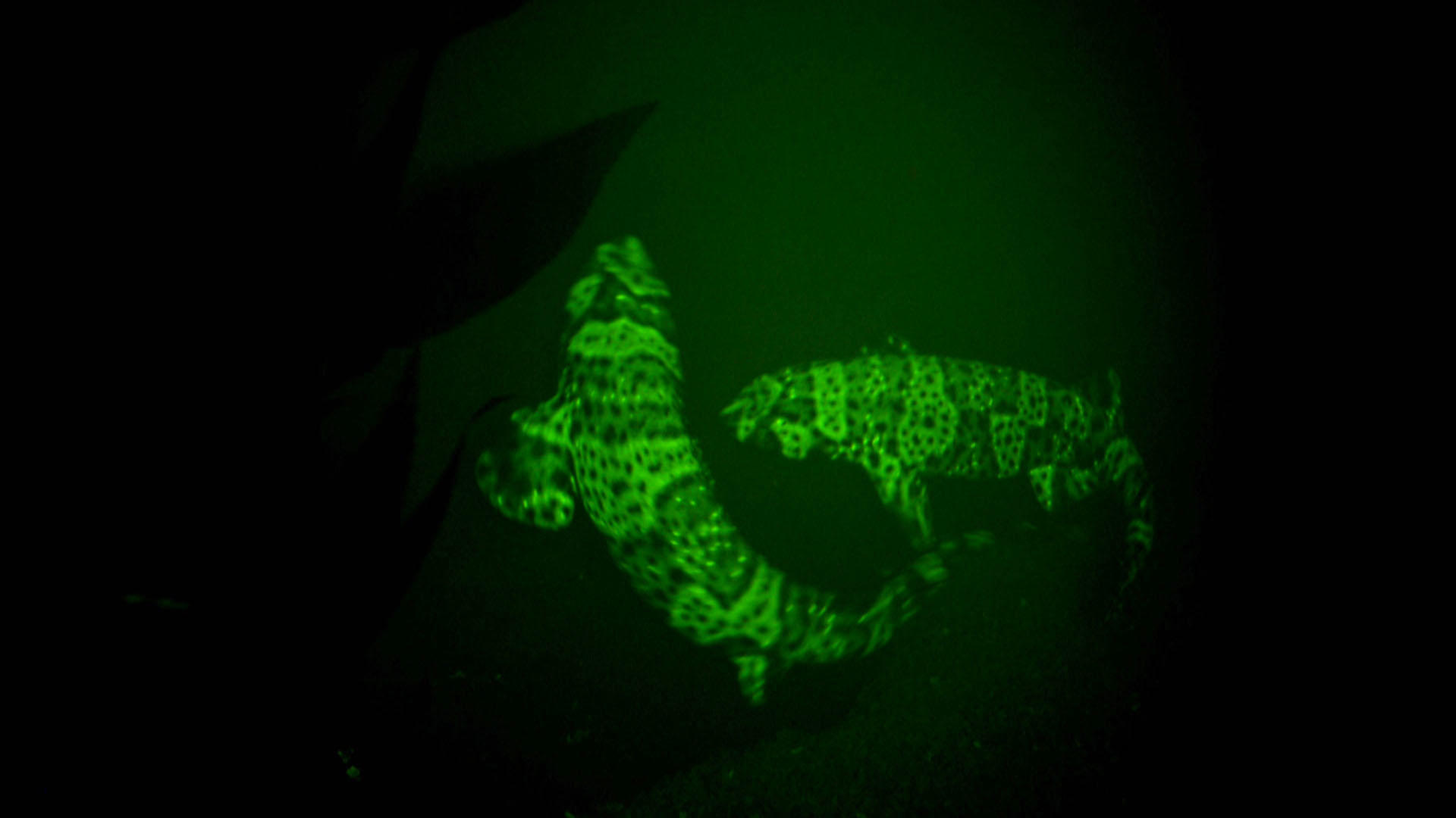 GlowintheDark Shark May Save Lives Shark Week Discovery