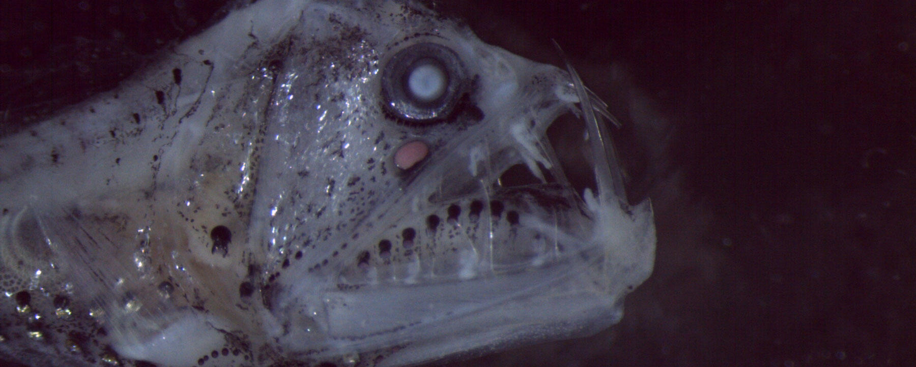 #WeirdAnimalWednesday: Meet the Black Dragonfish (and other Creatures