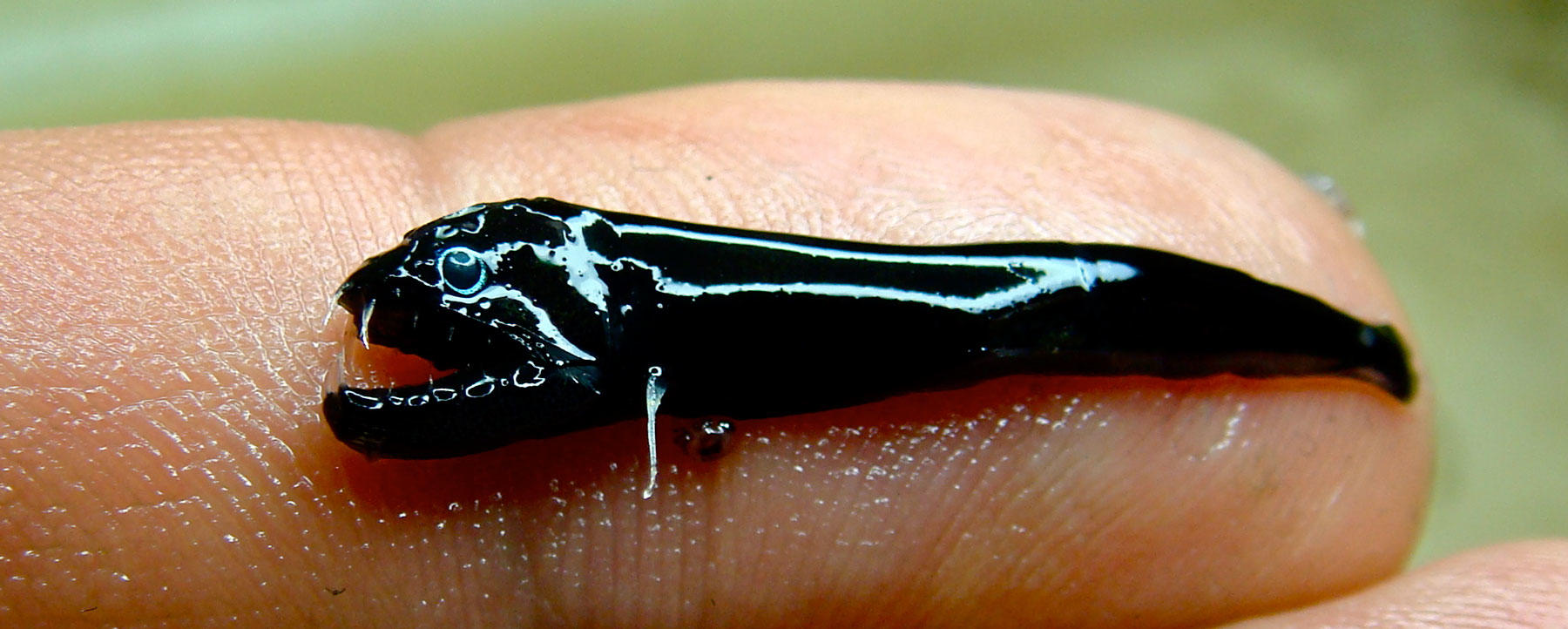 #WeirdAnimalWednesday: Meet the Black Dragonfish (and other Creatures of the Deep) | Discovery 