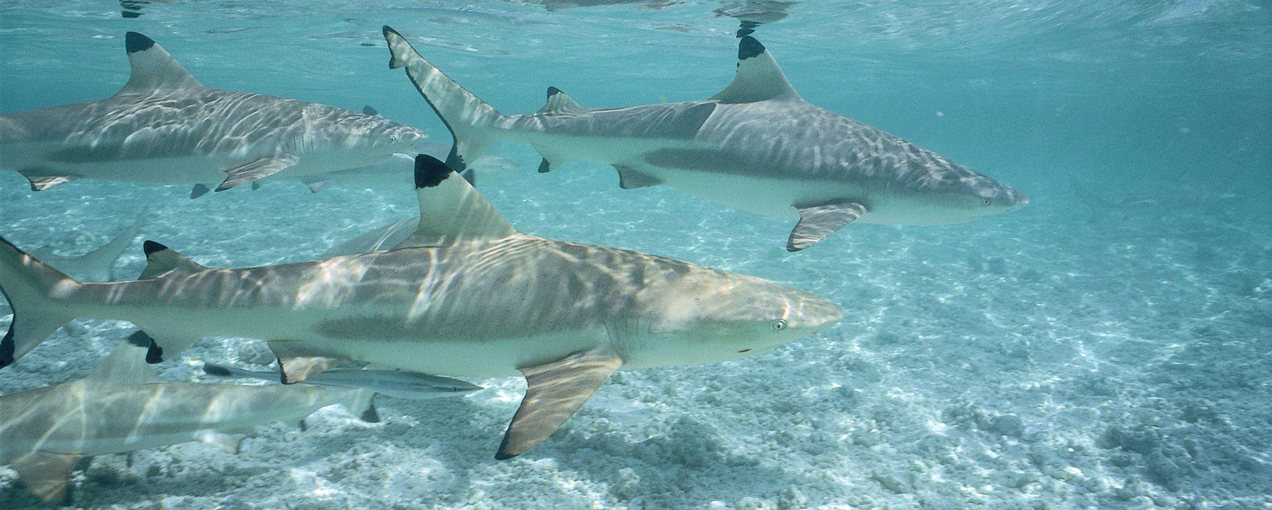 There’s Shark in Your Lipstick Everything You Need to Know about Shark