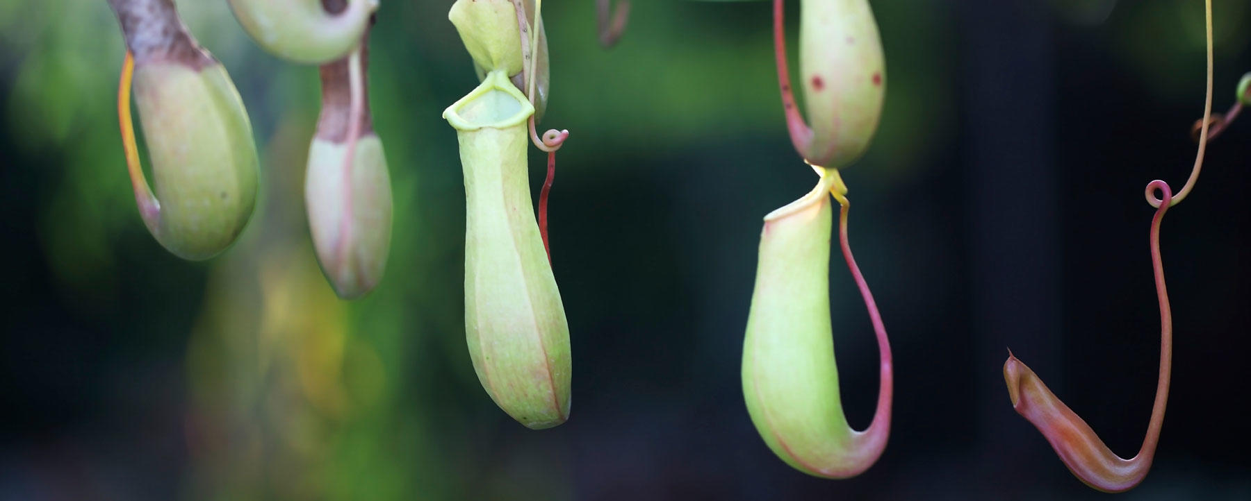 Pitcher Plants Provide Shelter for Bats in Exchange for their Poop