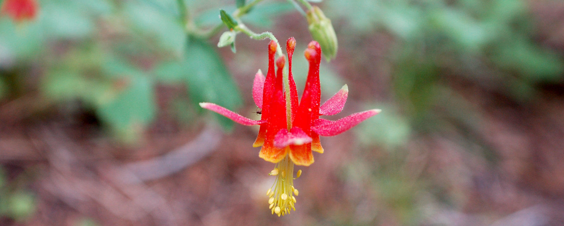 This Morbid Plant Hides Under Dead Bugs to Protect Itself