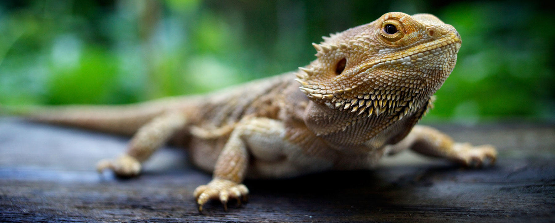 Study Lizard Changes Sex Based on Temperature Discovery Blog Discovery