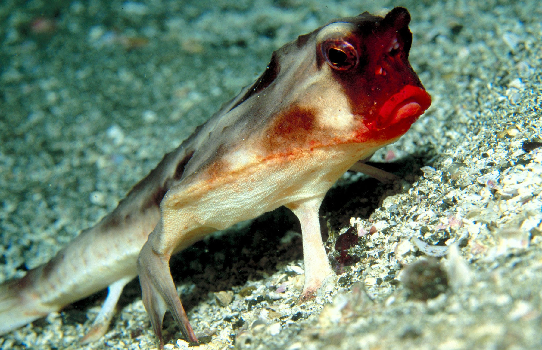 Hasil gambar untuk Red Lipped Batfish