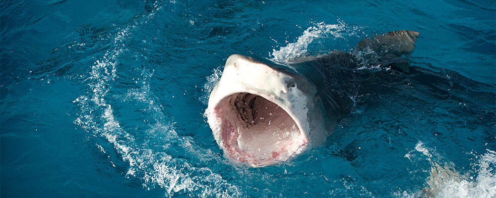 5 Things You Never Wondered About Shark Sex Shark Week Discovery 