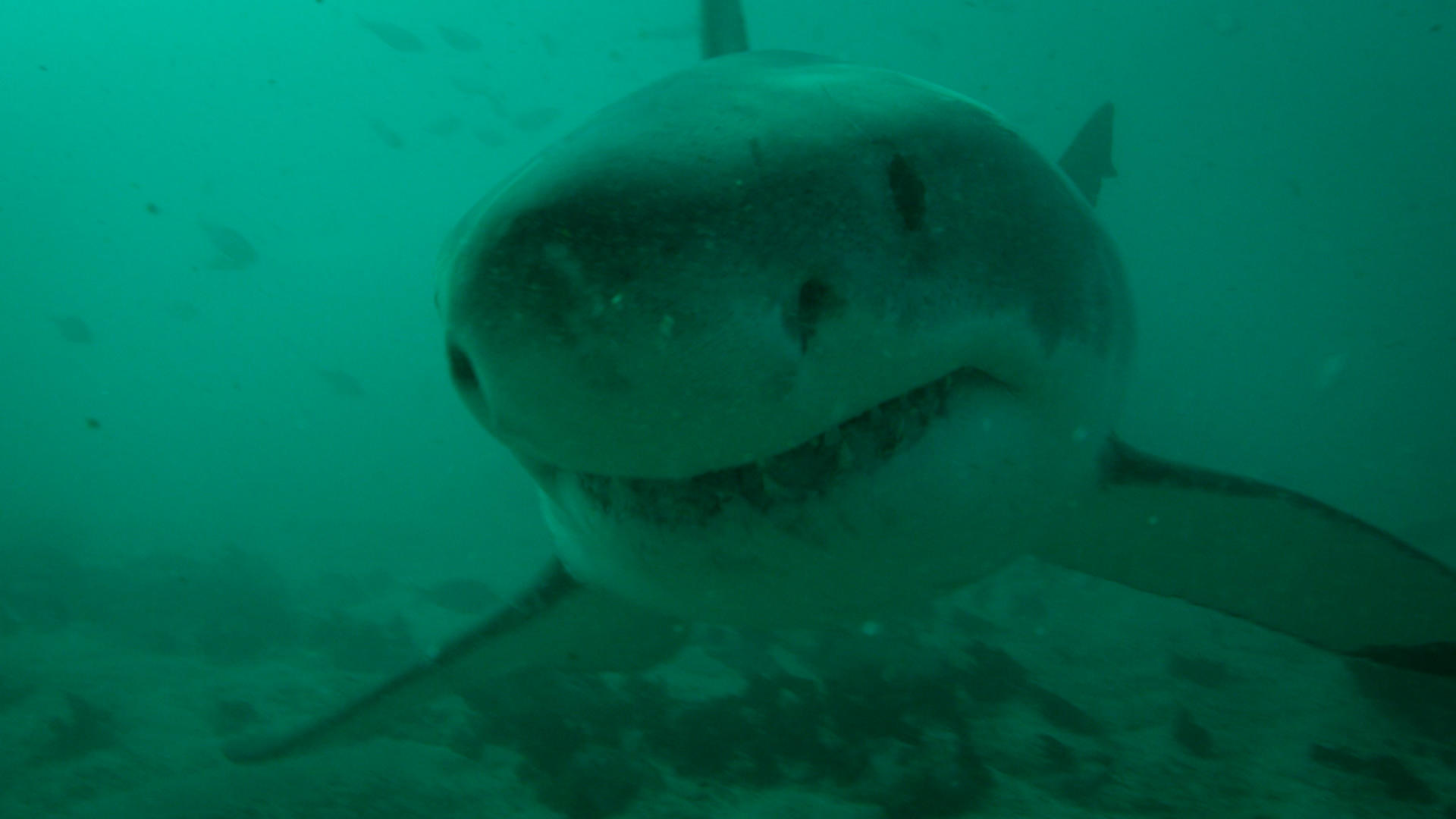 Giant Shark Stakes Her Claim | Shark Week | Discovery