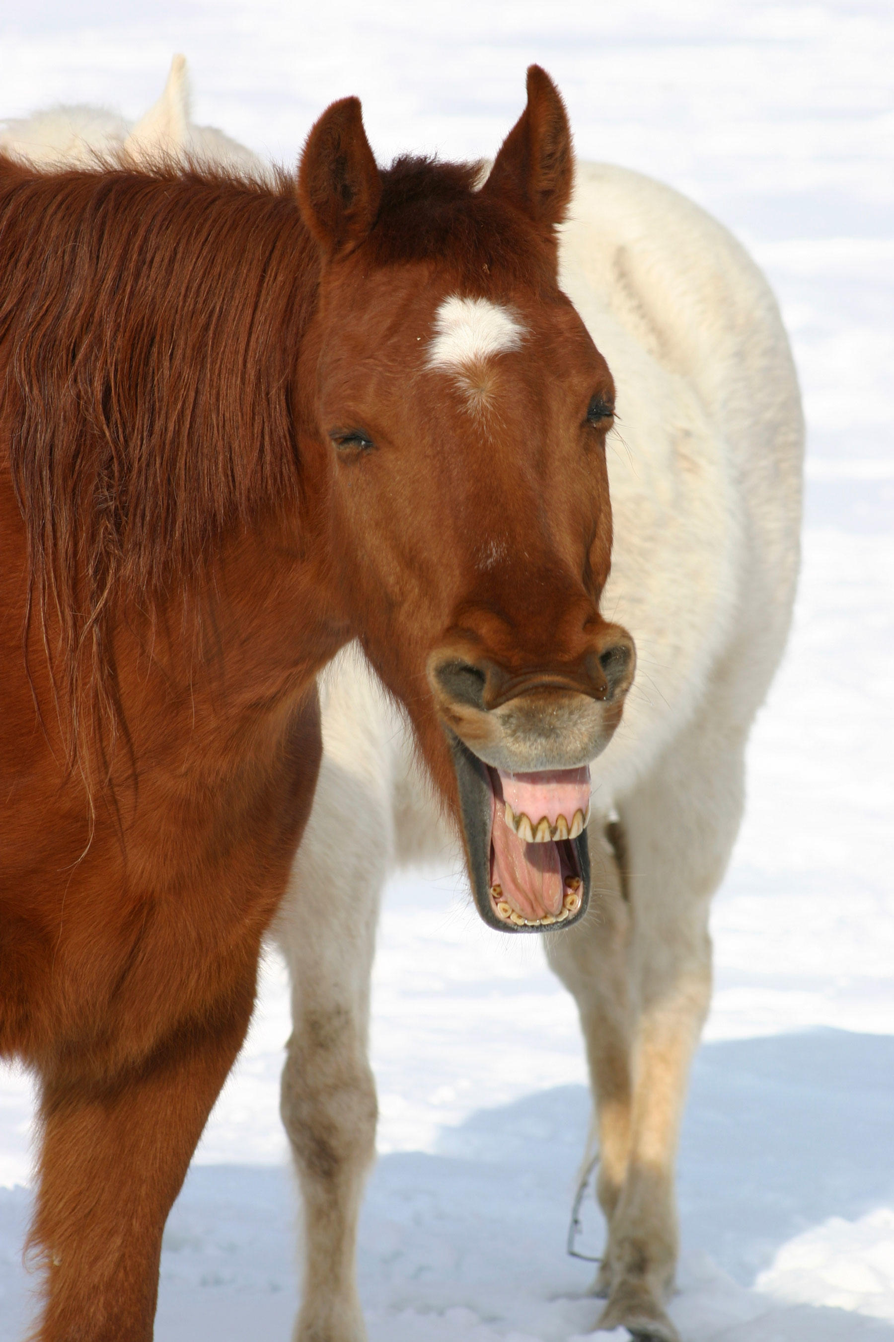 Study Horses Use Facial Expressions To Communicate Gallery 