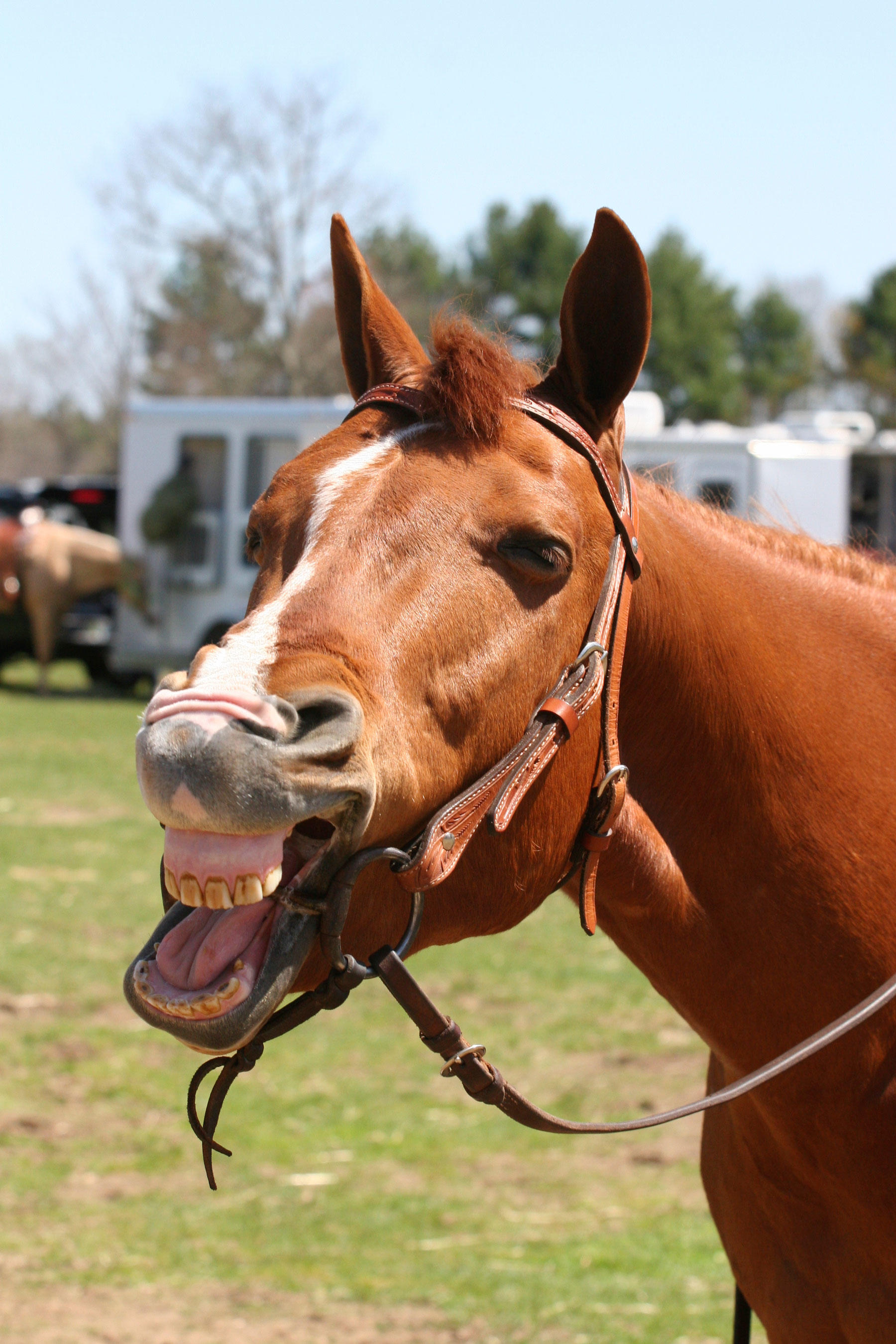 Get Off My High Horse Expression