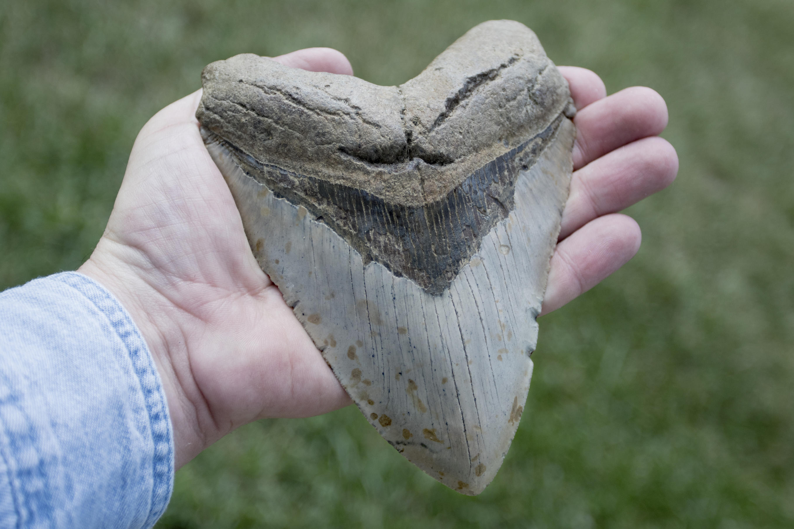 Megalodon Tooth Discovered in Croatia | Shark Week | Discovery