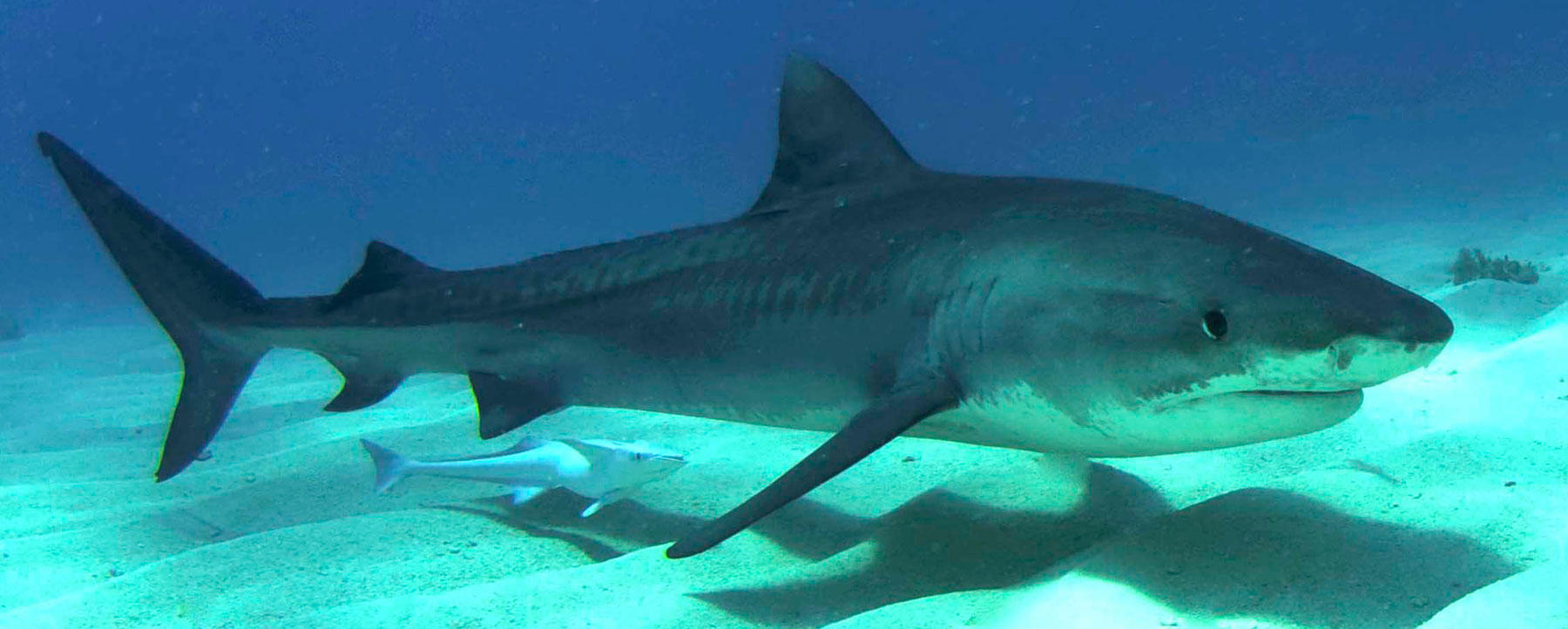Proposed S. Carolina Bill Restricts Tiger Shark Fishing | Shark Week