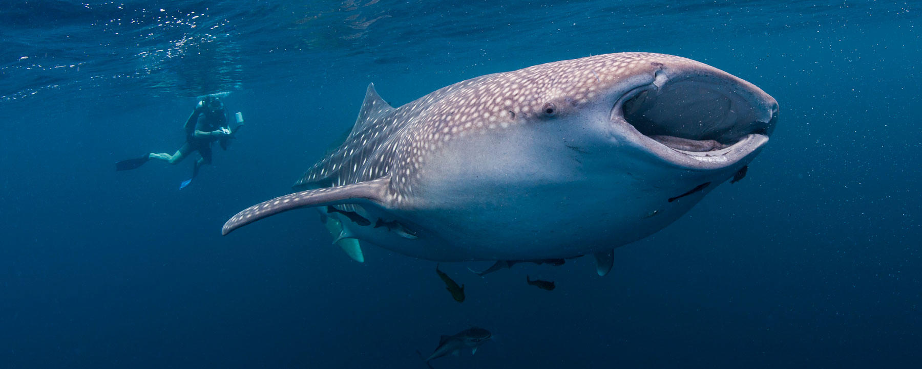 Indonesia to Devise Shark Conservation Plan Shark Week Discovery