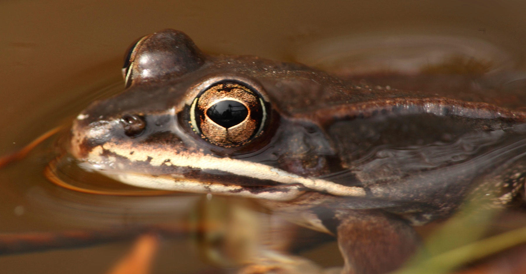 Road Salt Negatively Impacts Frog Health, Study Finds Discovery Blog