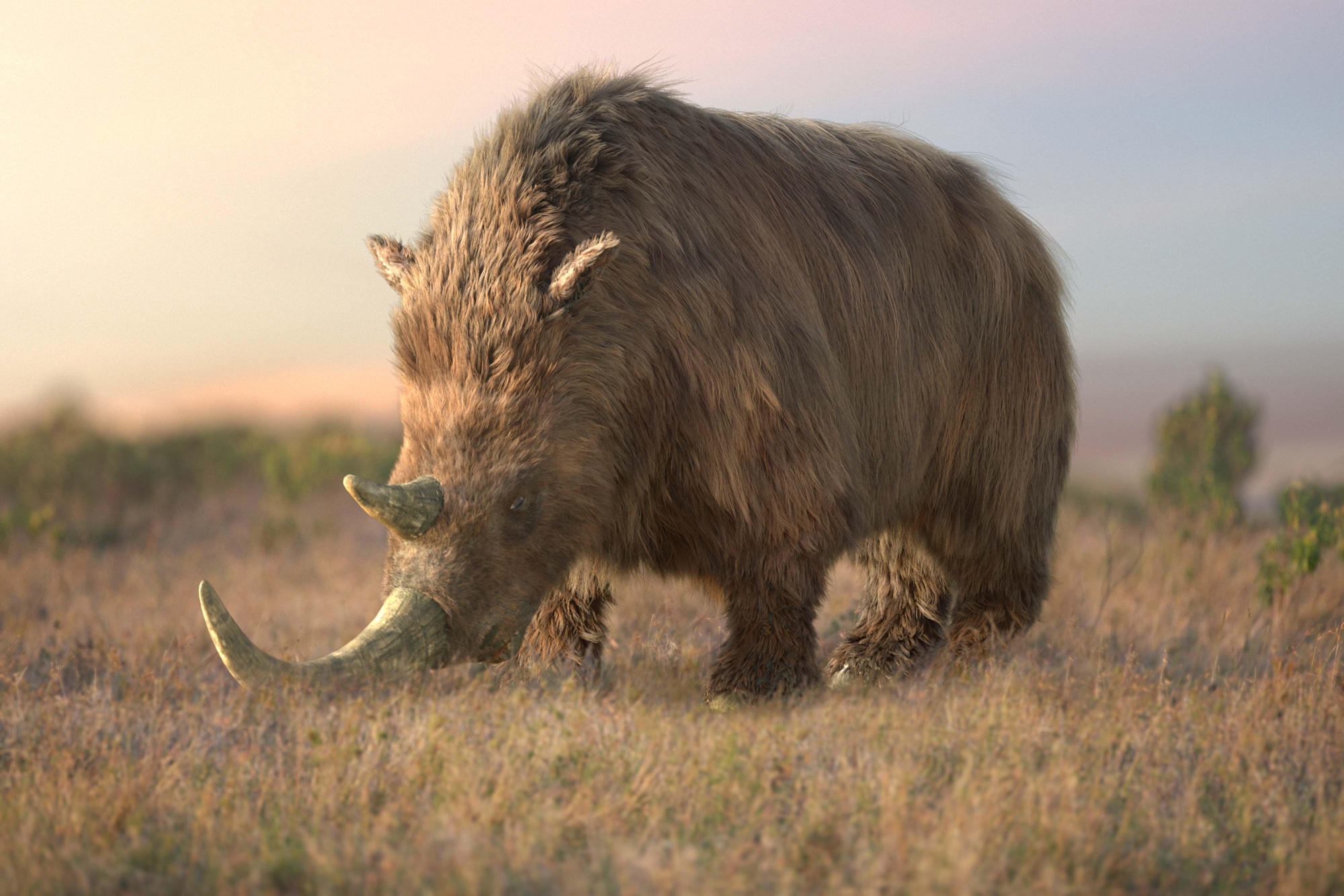 Woolly Rhino