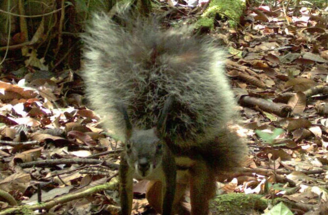 Meet the Vampire Squirrel, Among the Fluffiest of all Animals