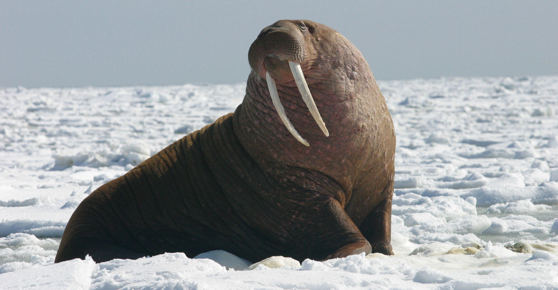 Federal Officials Investigating Death Of 25 Pacific Walruses In Alaska