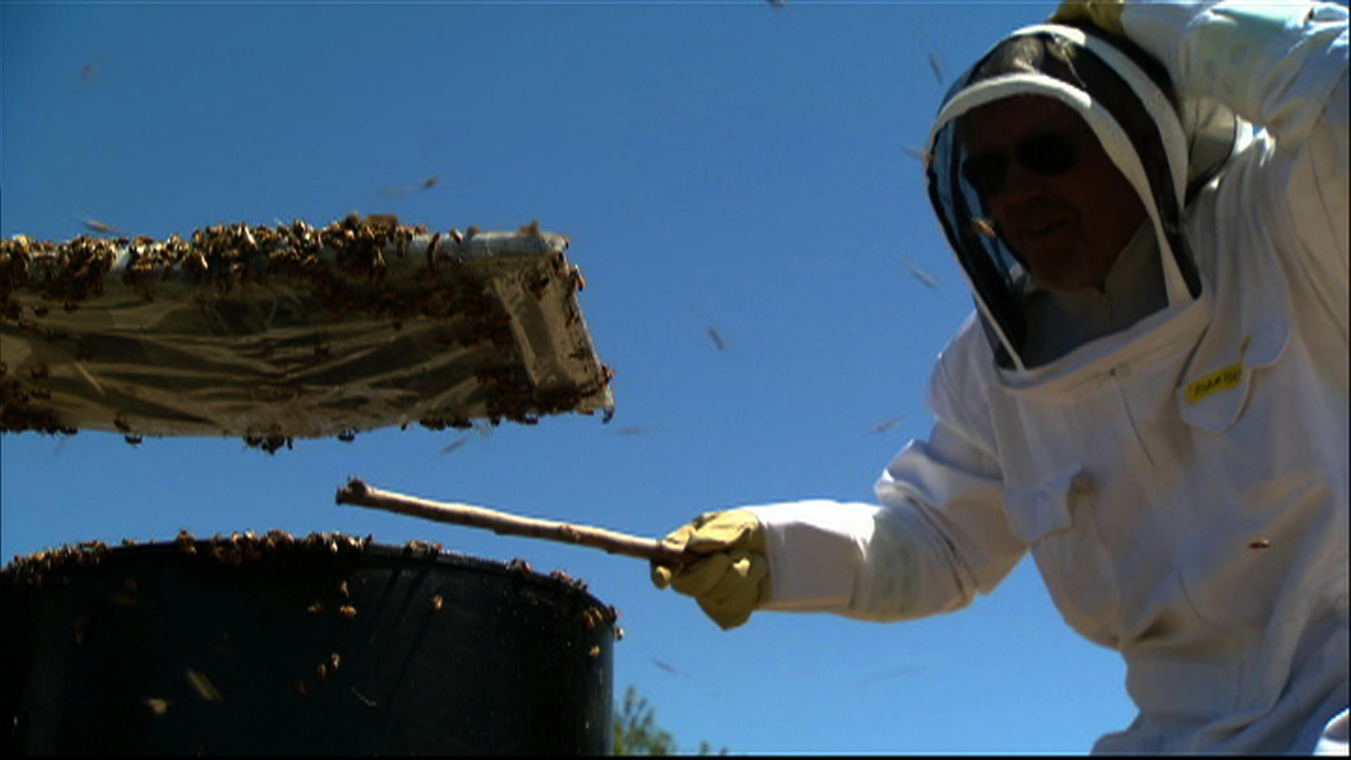 MythBusters Myth Results Animals MythBusters Discovery