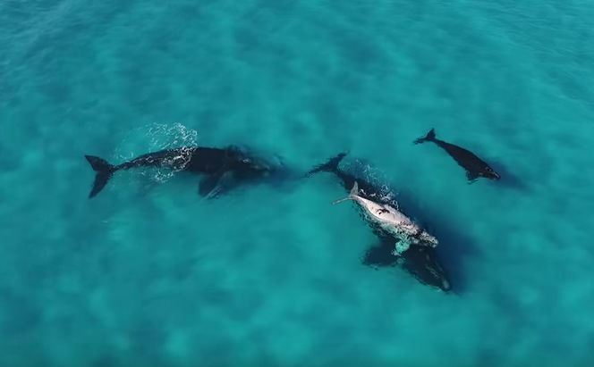 Albino Whale Calf Spotted From Above