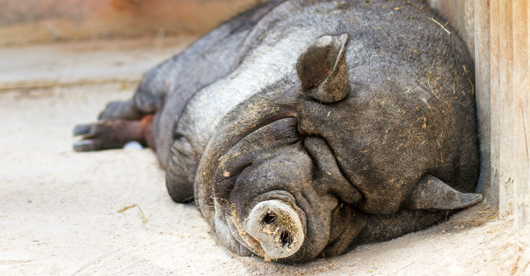 Animals With a Bad Case of the Mondays Discovery Blog Discovery