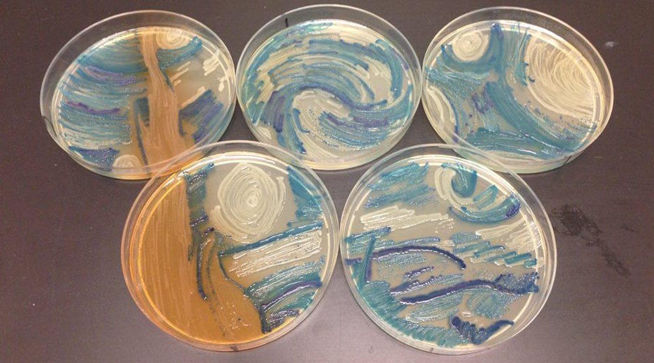 Petri Dish Designs Bring New Meaning to ‘Art & Culture’ Discovery