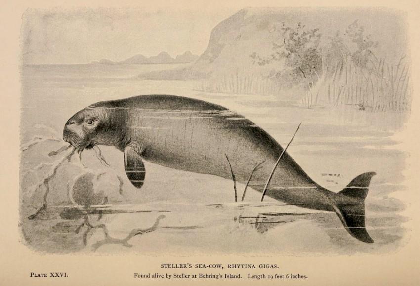 Creatures of Yesteryear: Steller’s Sea Cow | Discovery Blog | Discovery