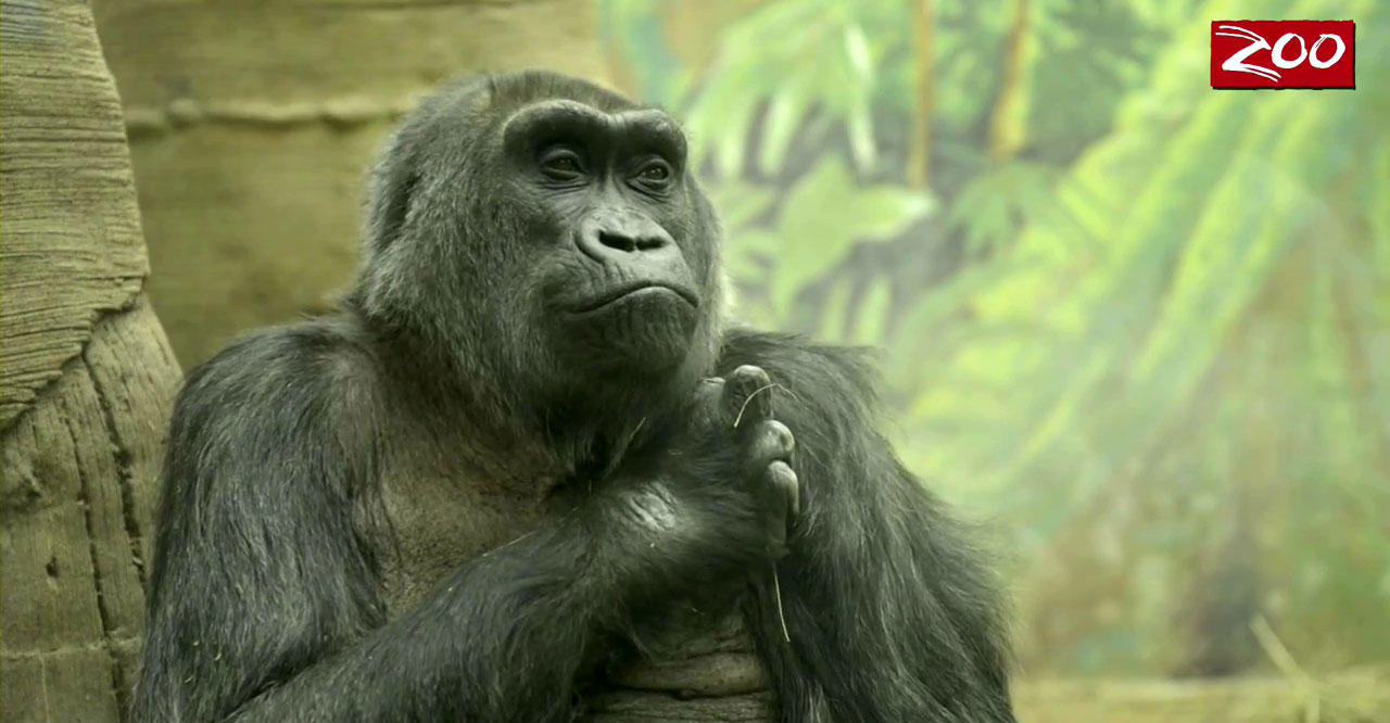 World’s Oldest Gorilla Turns 59 Today Discovery Blog Discovery