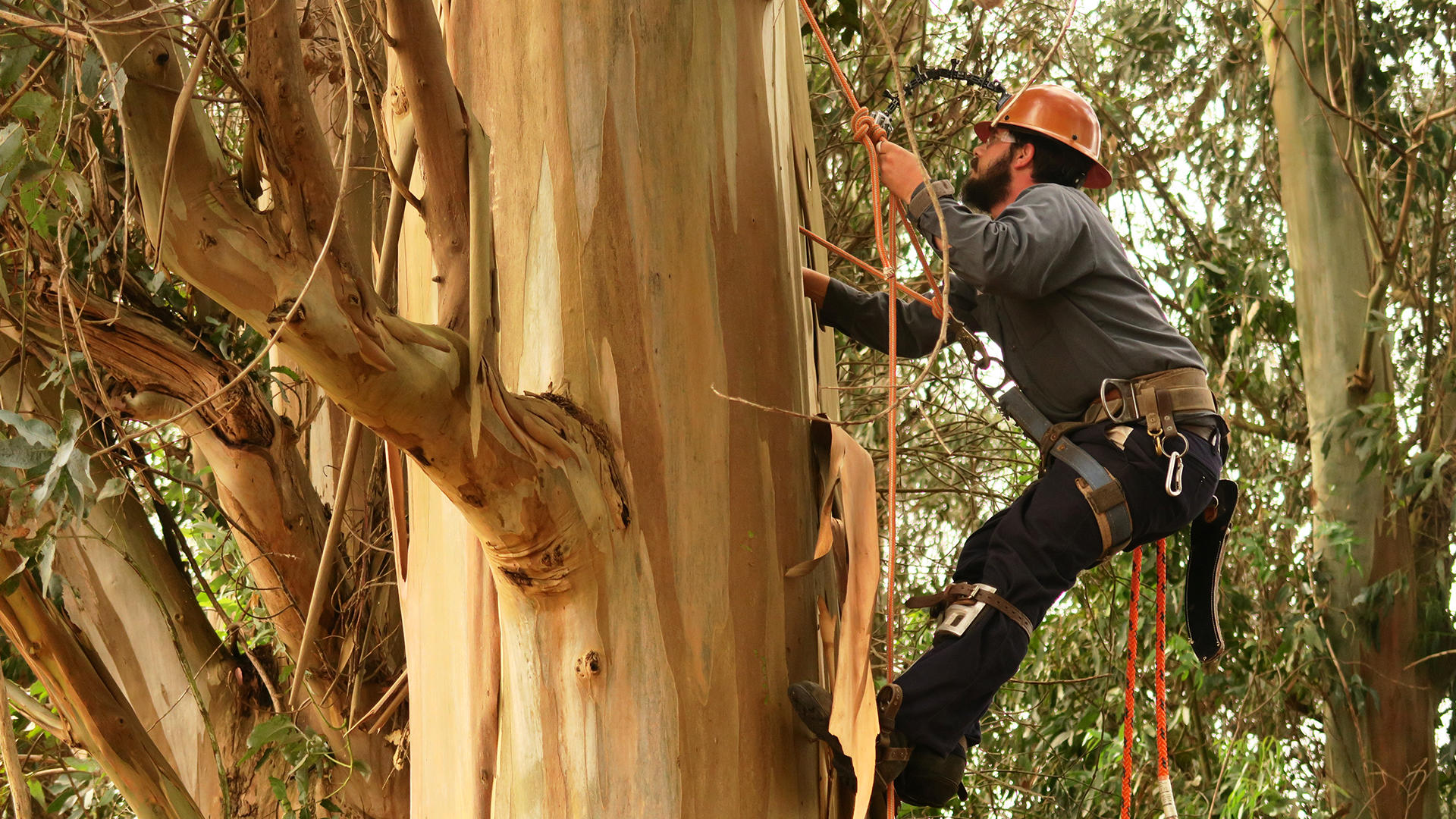 Arbor The Job Description Deadliest Job Interview Discovery