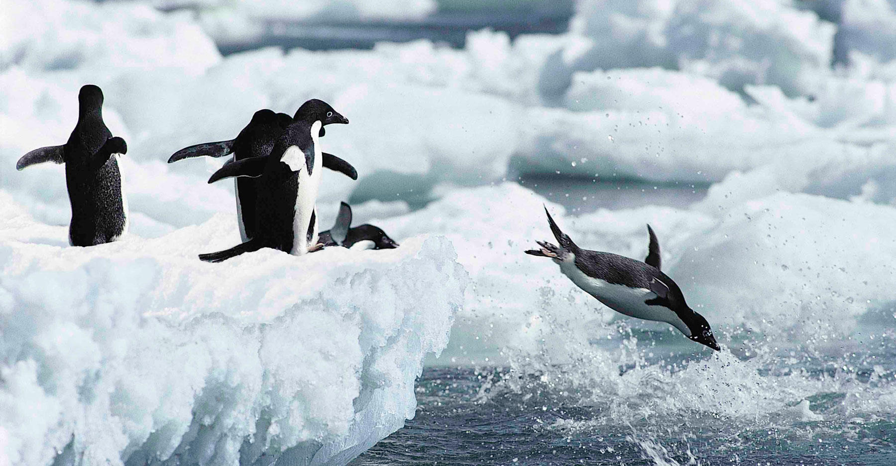 Penguins diving into water.