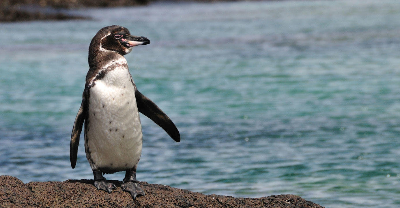 Galapagos penguin