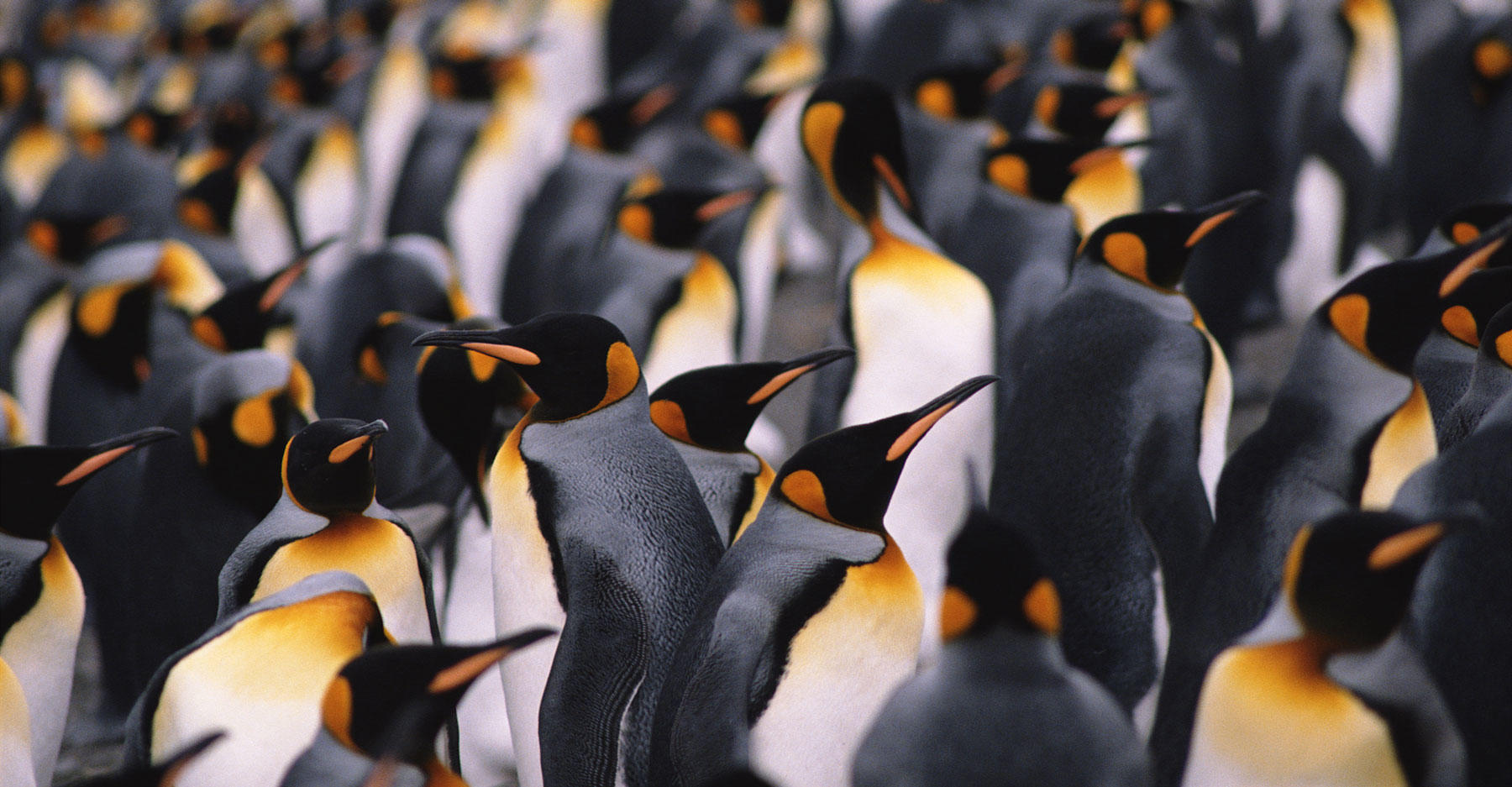 Colony of king penguins