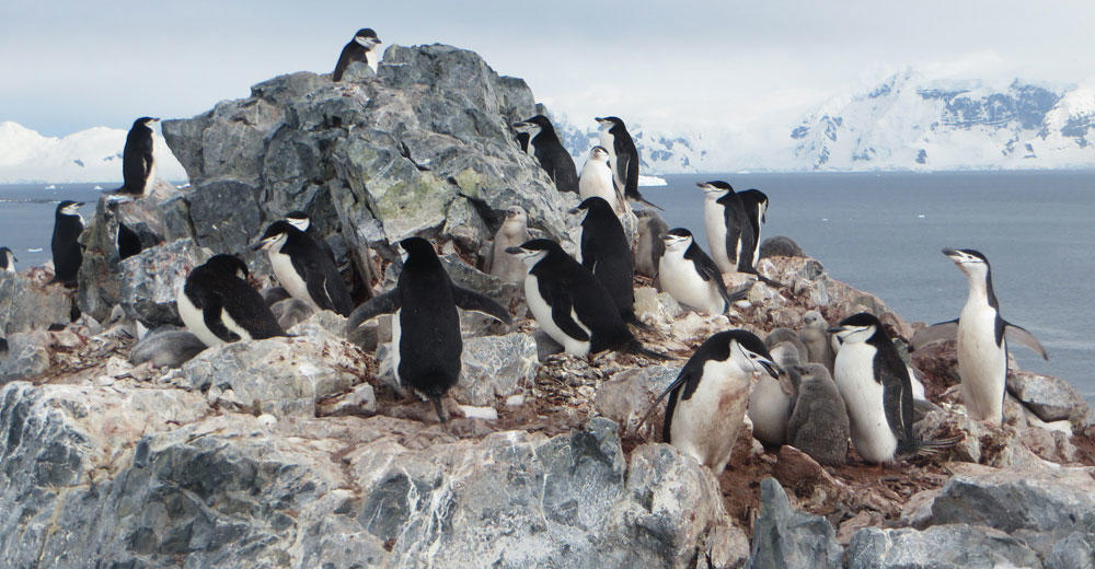 Chinstrap penguin colony near Orne Harbor, Antarctic Peninsula
