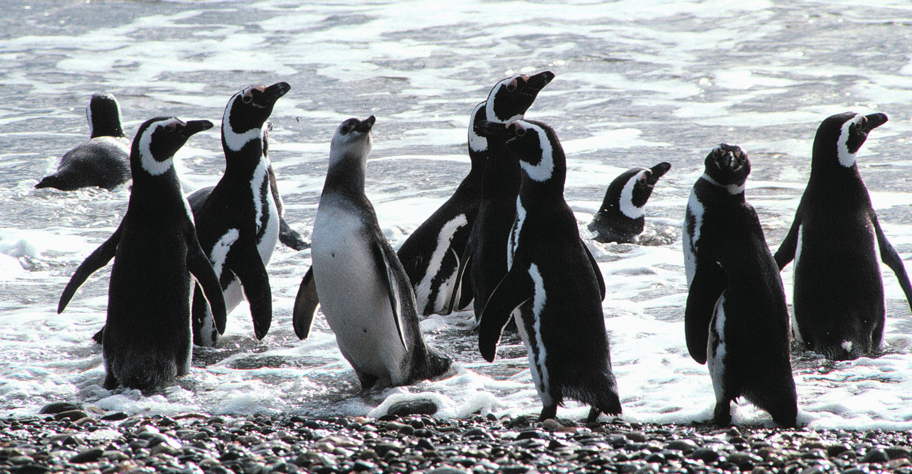 Penguins at the shoreline