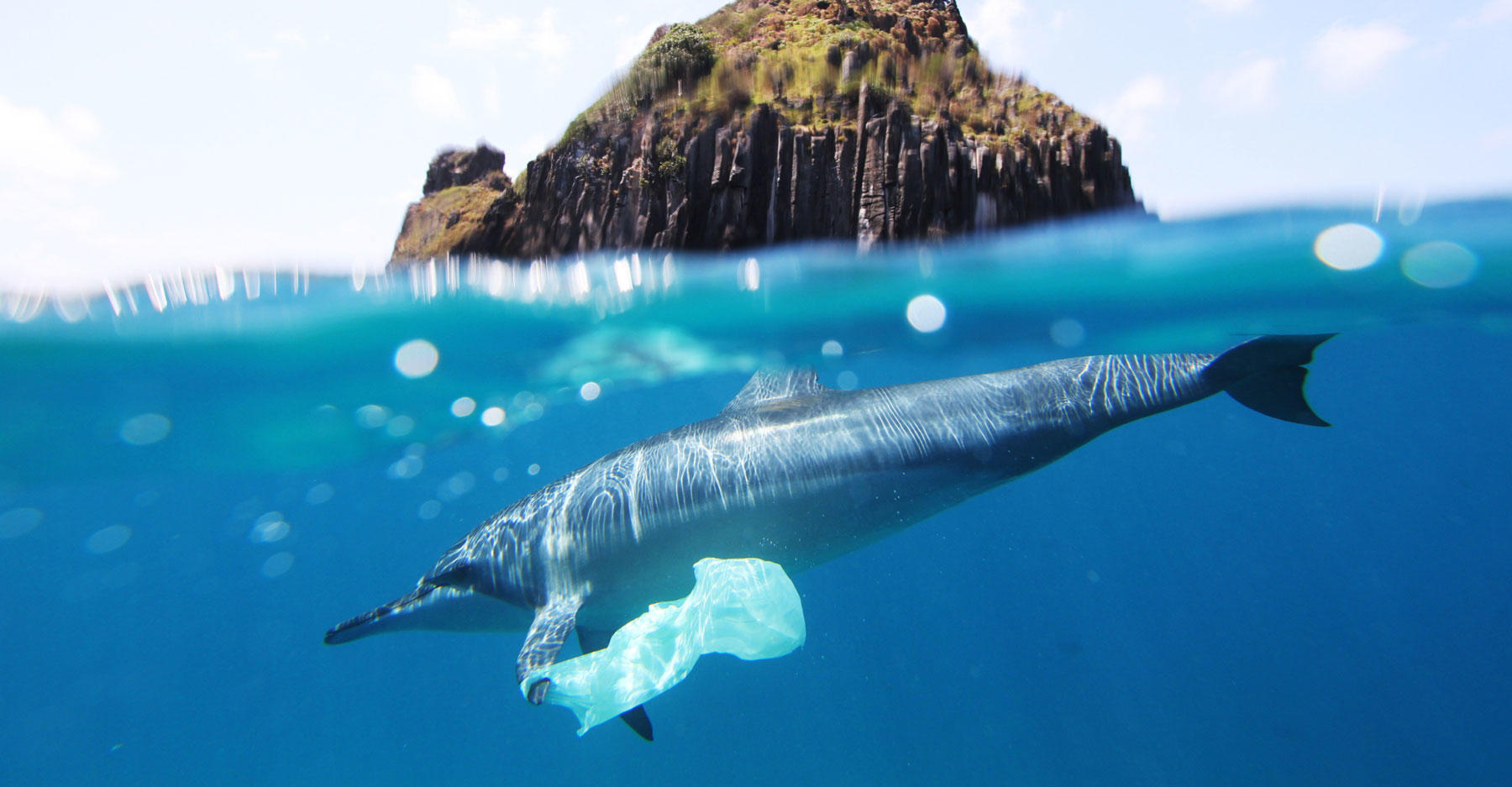 Report Predicts More Plastic Than Fish in the Ocean by 2050 Discovery